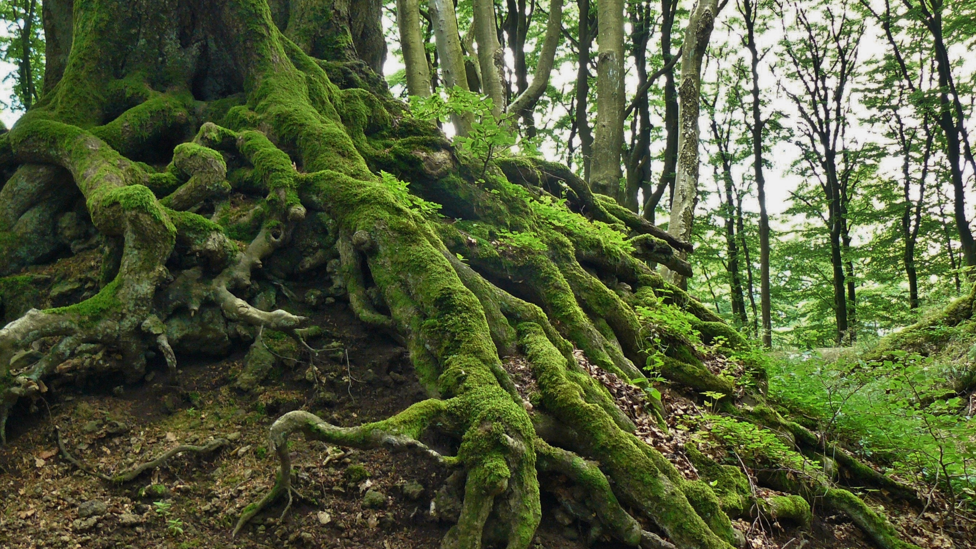 Invasive roots: Code overlays vs. extensions in Dynamics AX
